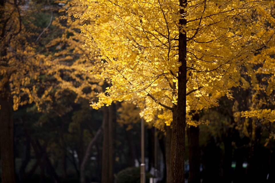 Yellow leaf the leaves