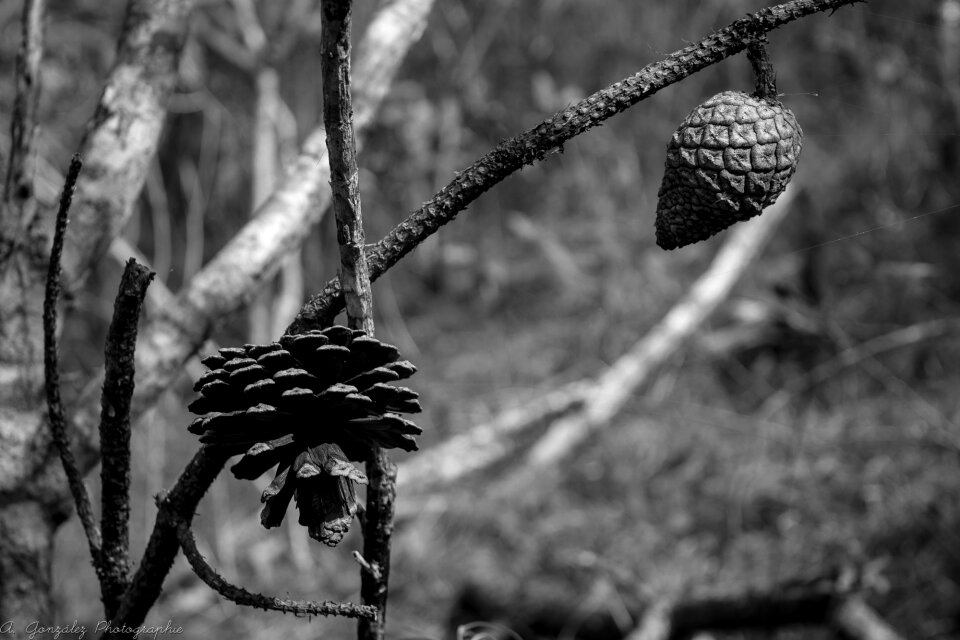 Branches nature black white