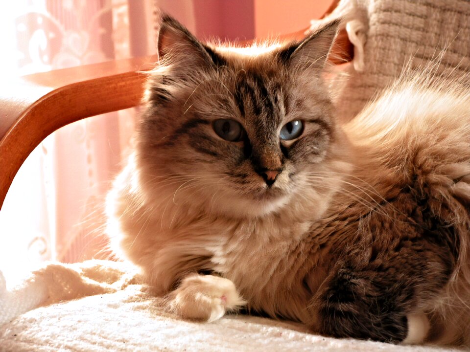 Armchair domestic cat cat eyes