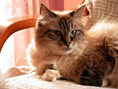 Armchair domestic cat cat eyes