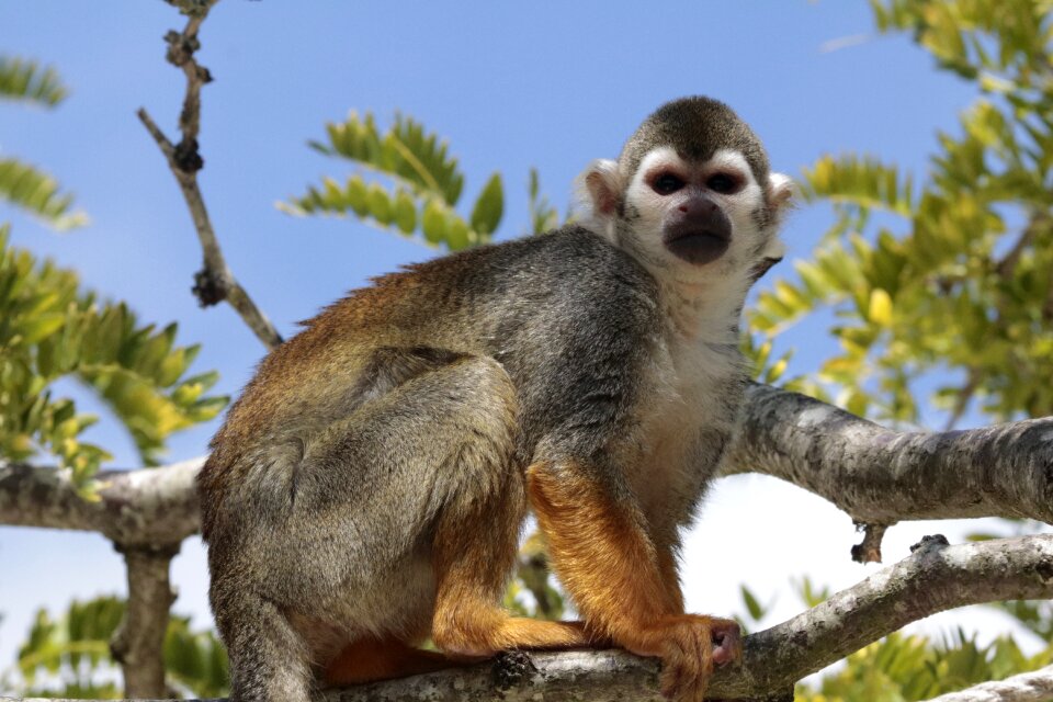 Squirrel monkey saimiri animals