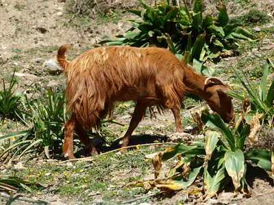 Crete goat animals