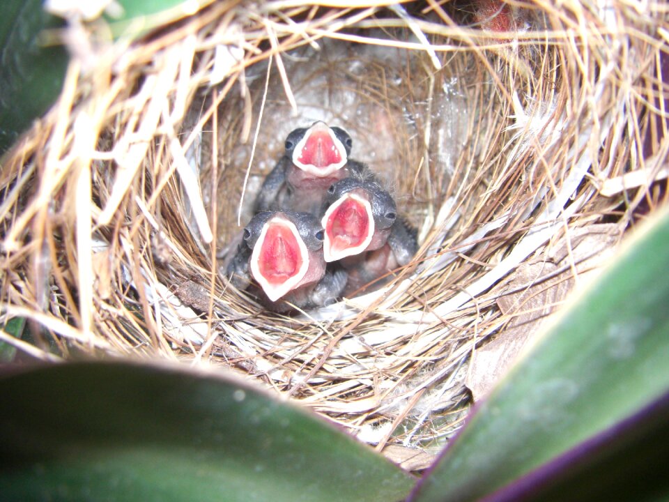 Wild incubate eggs photo