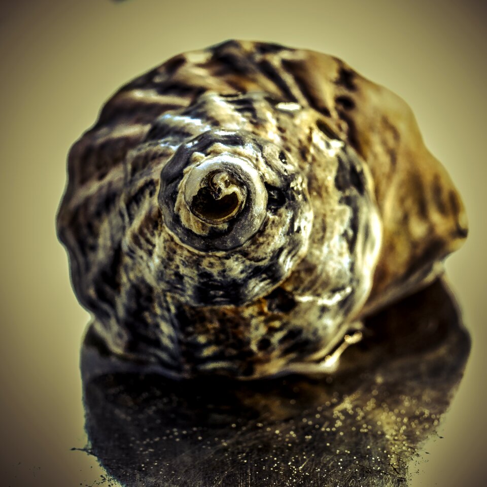Snail water mirroring