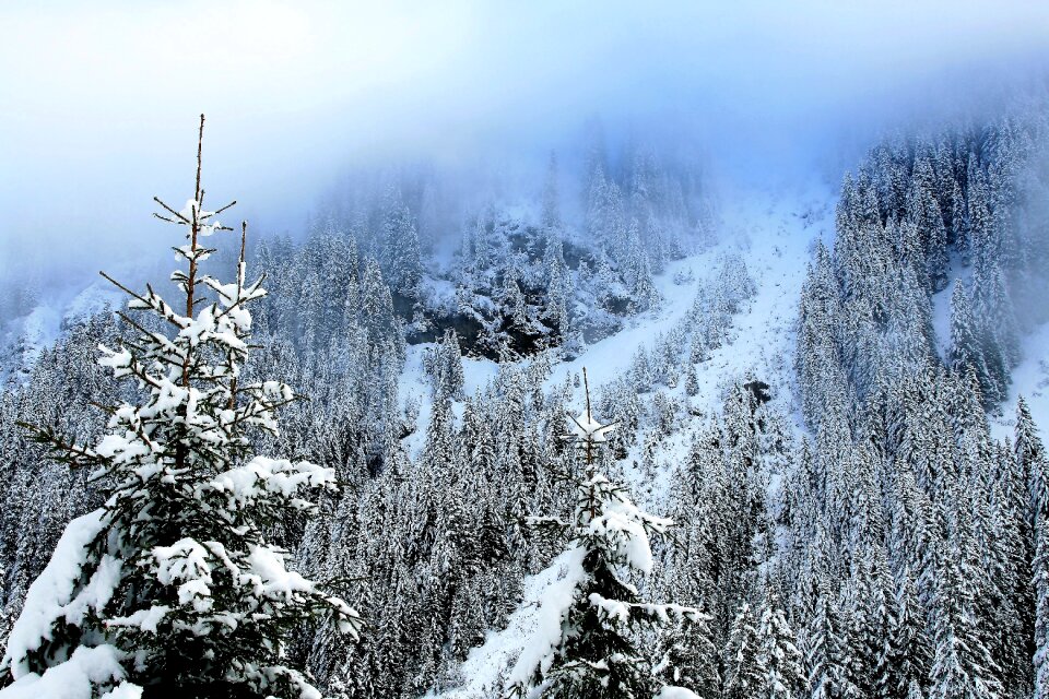 Forest view steeply