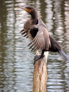 Water bird animal wing-beat photo