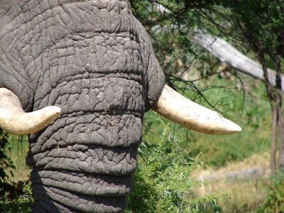 African mammal large