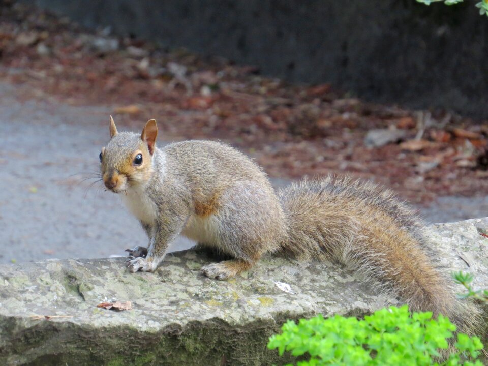 Wildlife nature