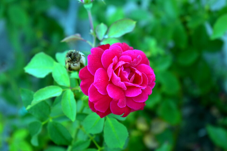 Bloom blossom plant