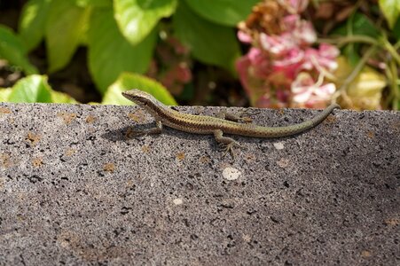 Lizard animals animal world