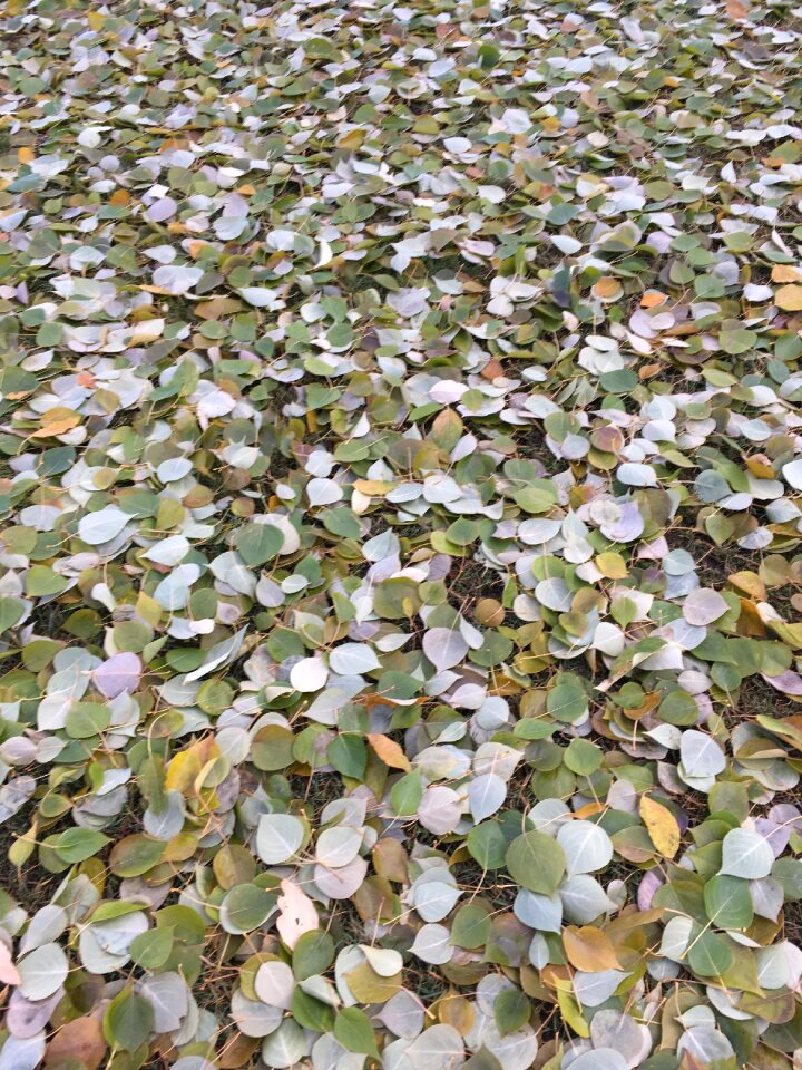 Foliage fallen leaves nature