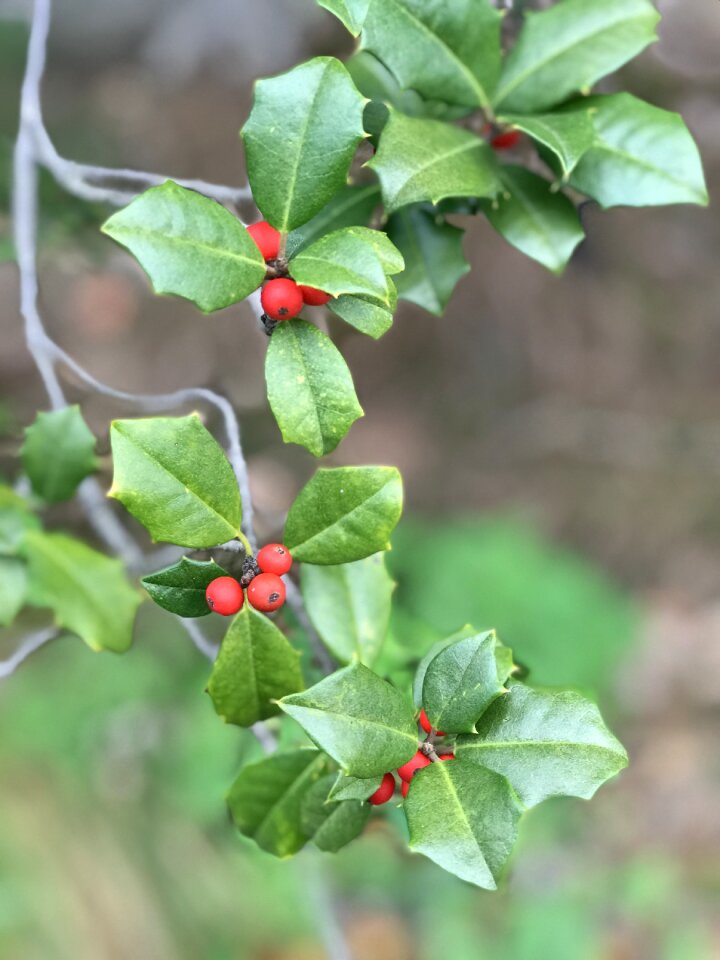 Traditional seasonal green