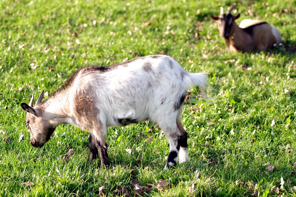 Backyard meadow animal