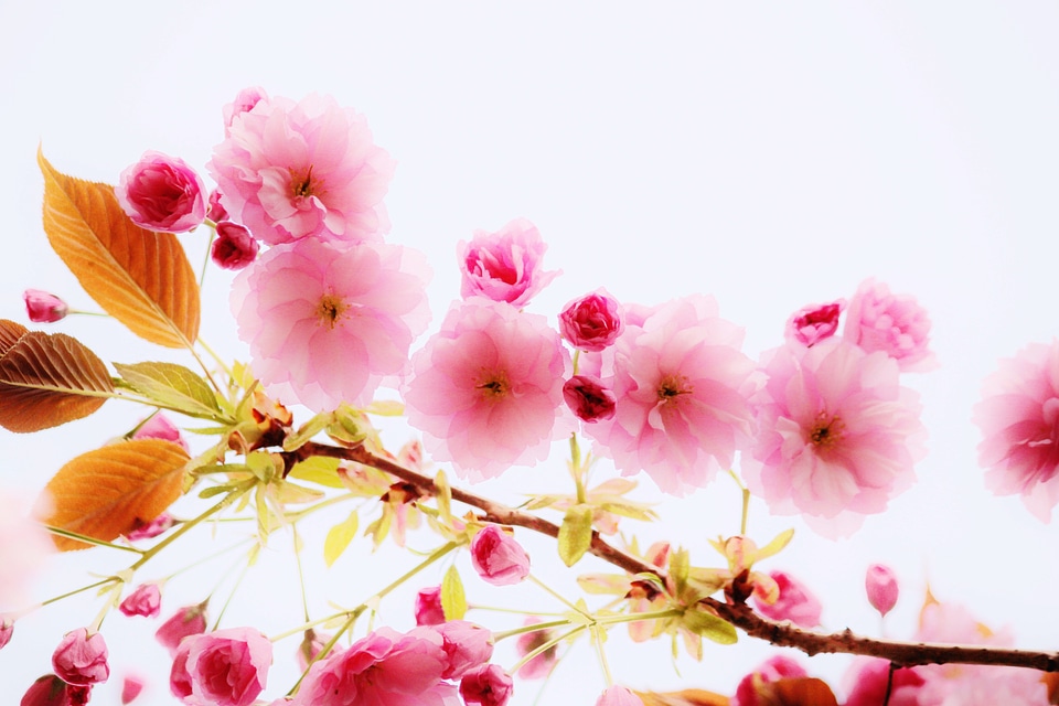 Blossom bloom blossom
