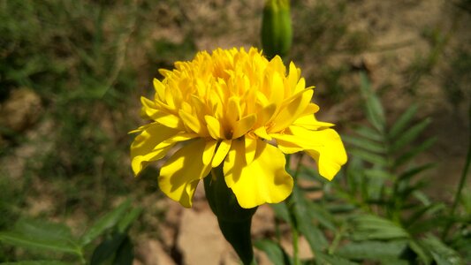 Flower marigold yellow