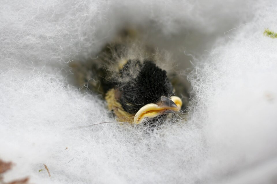 Great tit young bird vogelvoederplaats
