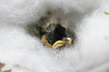 Great tit young bird vogelvoederplaats