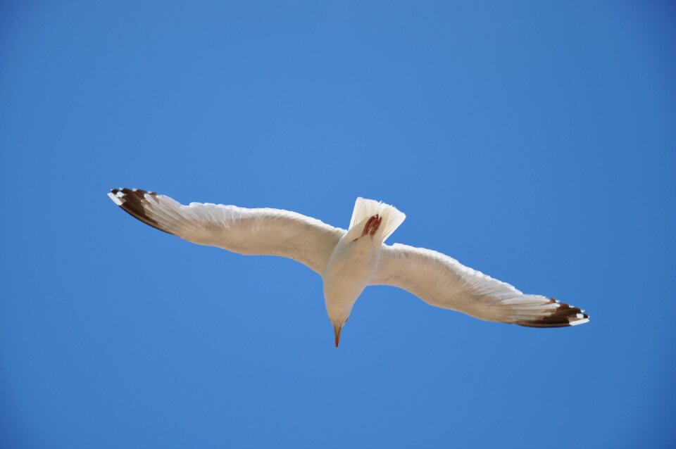 Sea sky flying