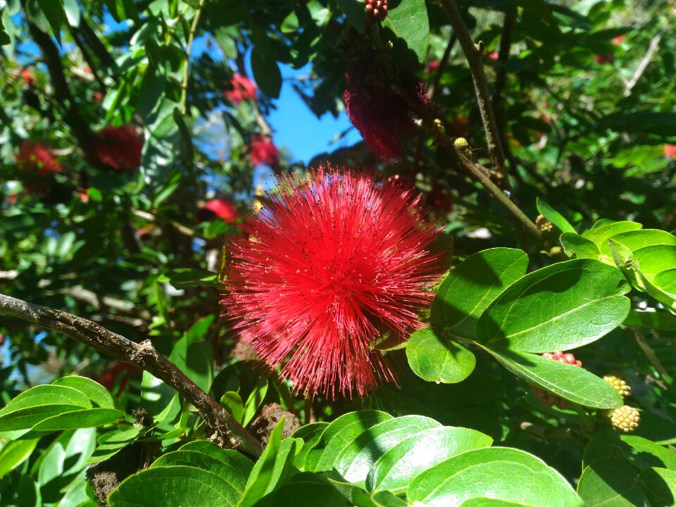 Flowers red flowers plants
