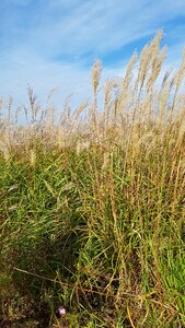 Reed autumn wind