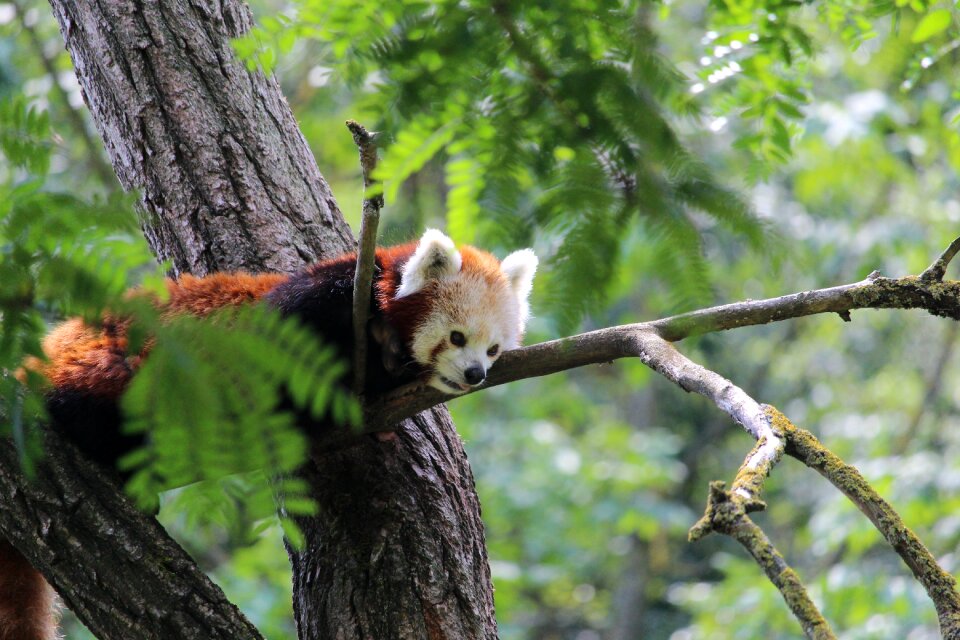 Wood he is climbing up a tree is watching