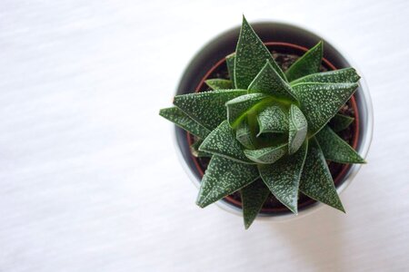 Garden botanical cacti photo