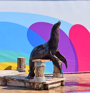 Animal aquatic show trained