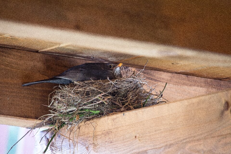 Bird's nest breed blackbird nest photo