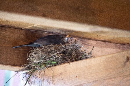 Bird's nest breed blackbird nest photo