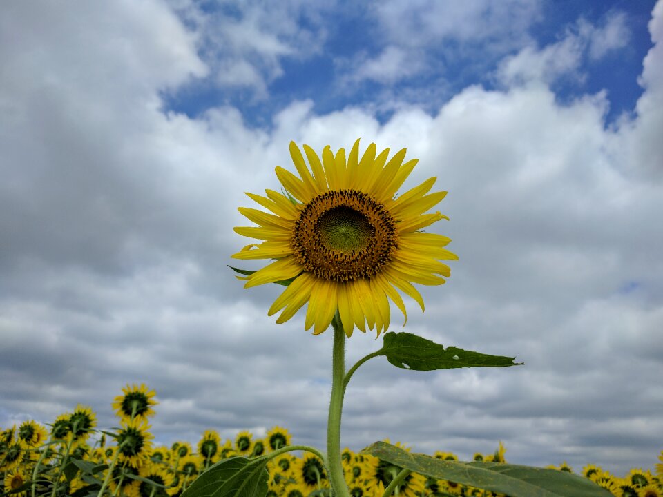 Flower sun field