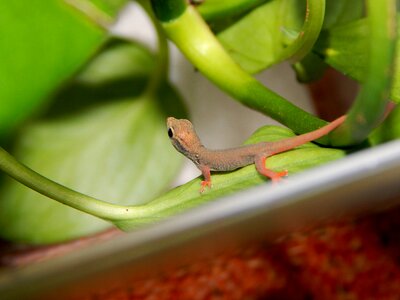 Dwarf gecko young animal reptile photo