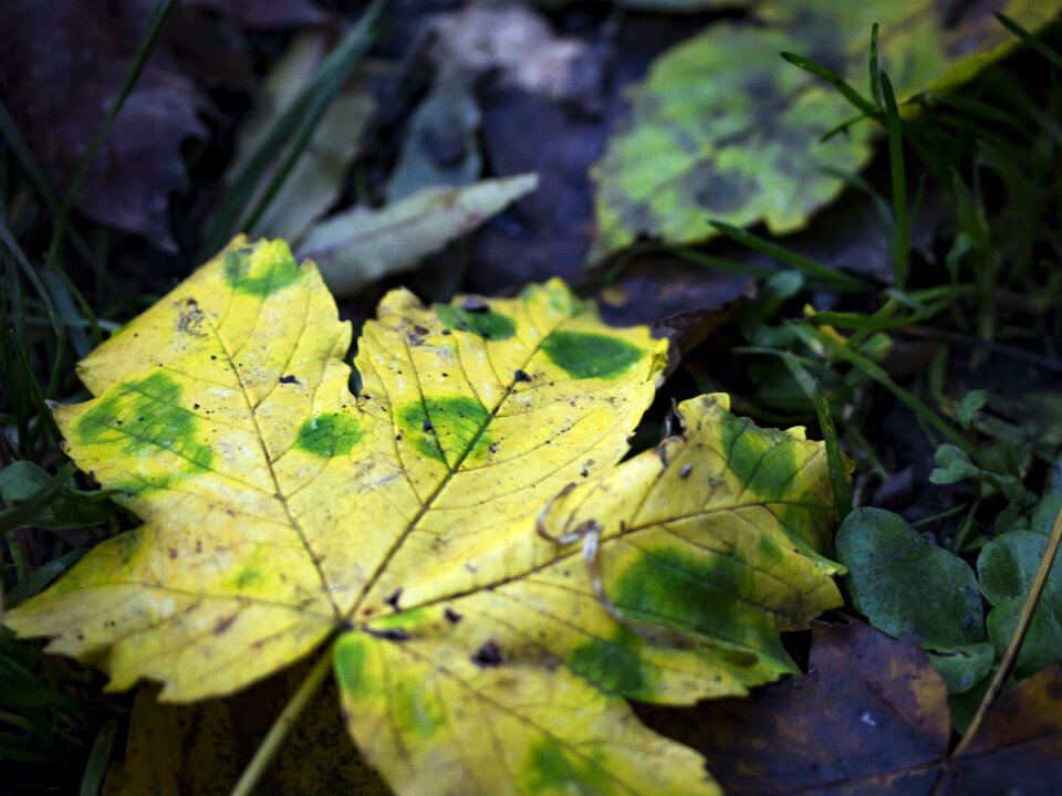 Yellow leaf close-up