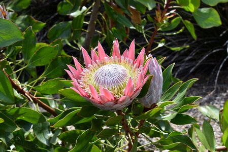 Plant spring
