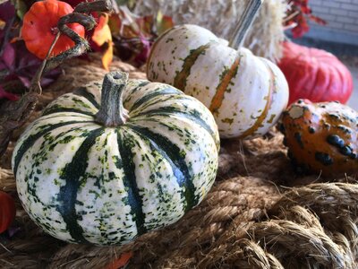 Harvest pumpkin photo
