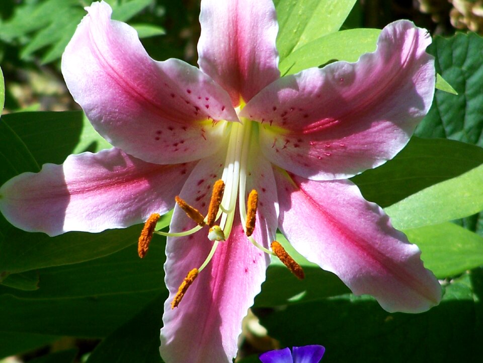 Nature lily