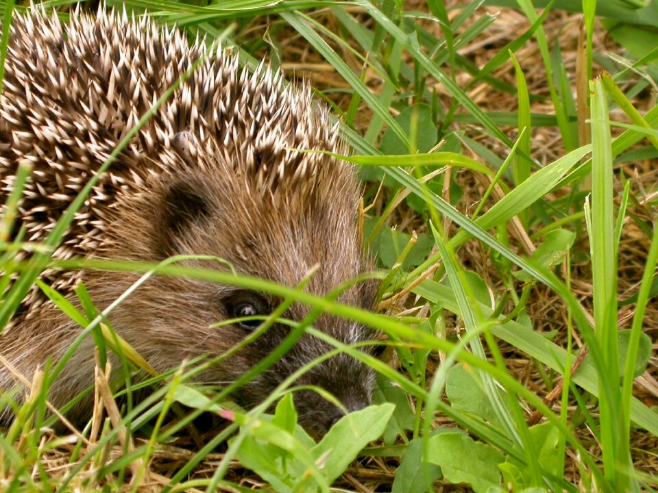 Hedgehog prairie nature