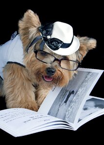 Pet reading sunglasses