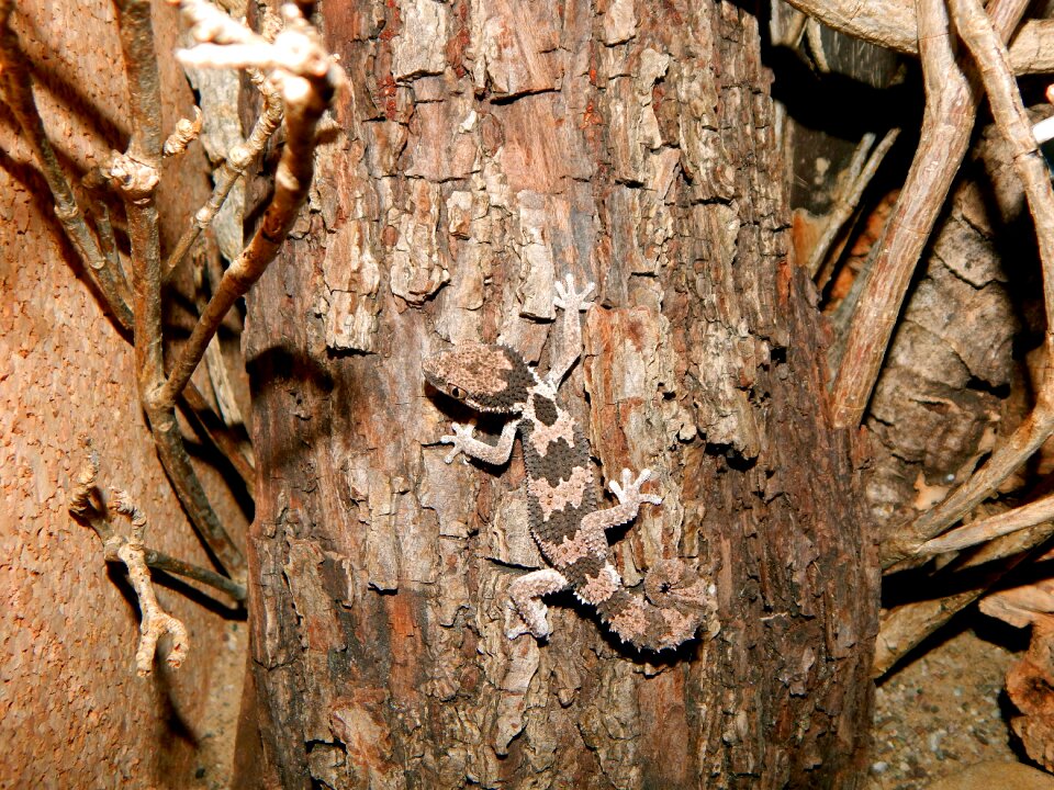 Disguised gecko reptile