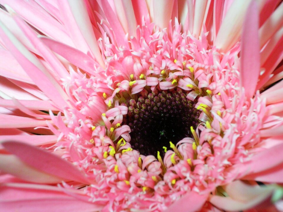 Pink flower macro stamens