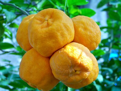 Southern fruits tropical fruit orange