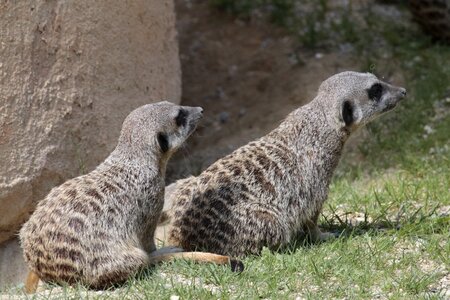 Meerkats animals fauna