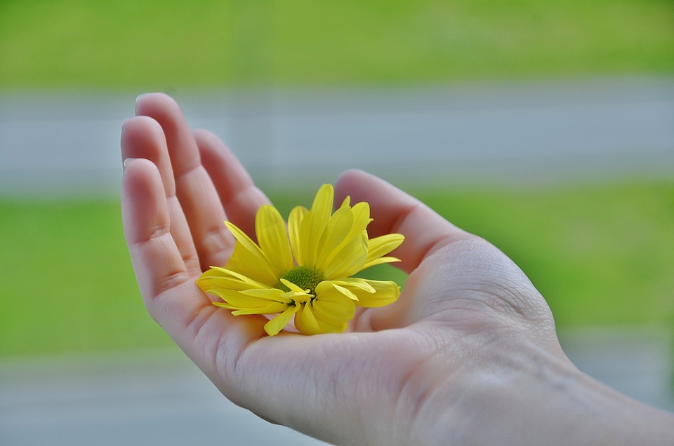 Finger sky flower