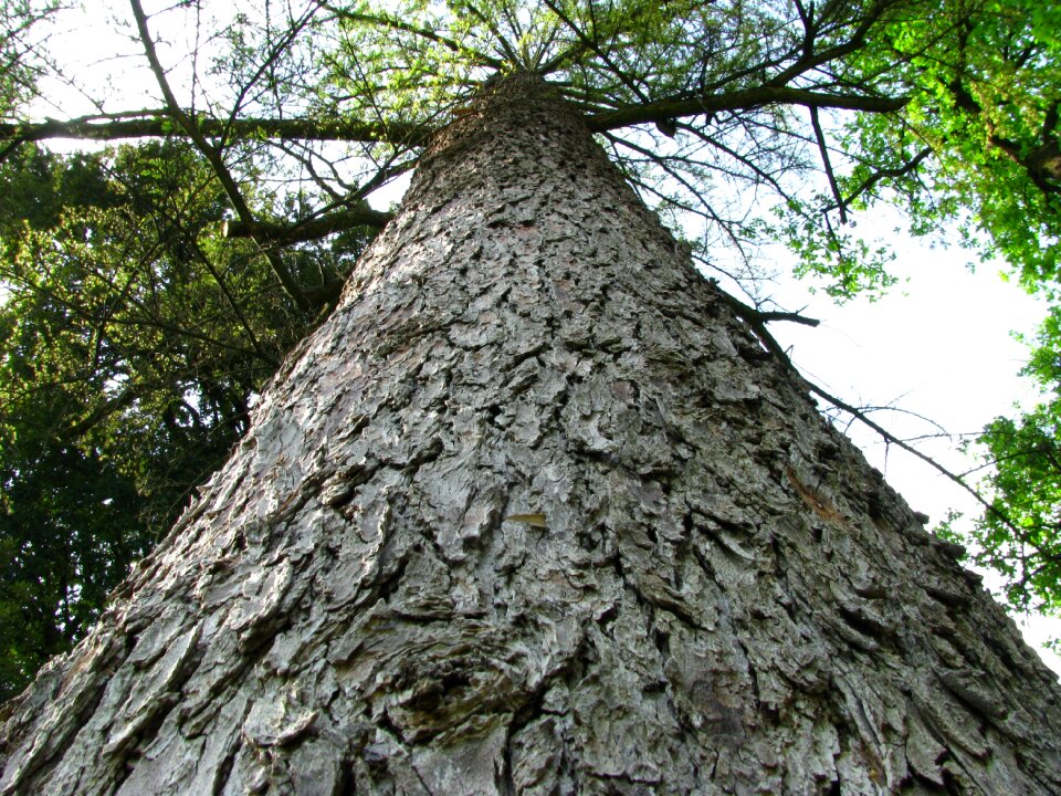 Trunk texture brown