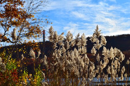 Plants nature landscape photo