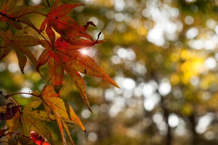 Fall autumn bokeh photo