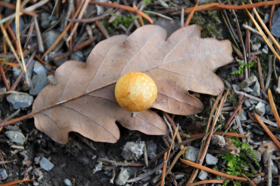 Oak gall oriental chestnut gall wasp wasp larvae