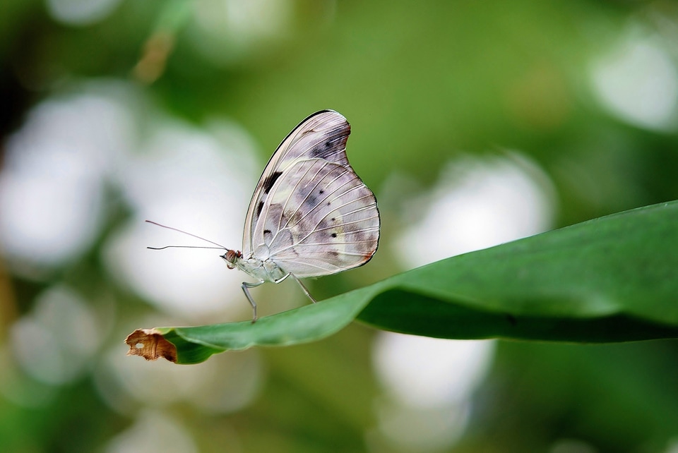 Colorful insect nature photo