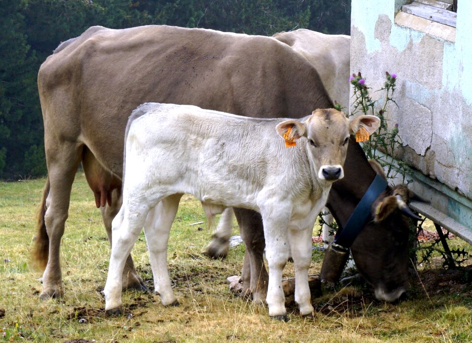 Cows animals horns photo