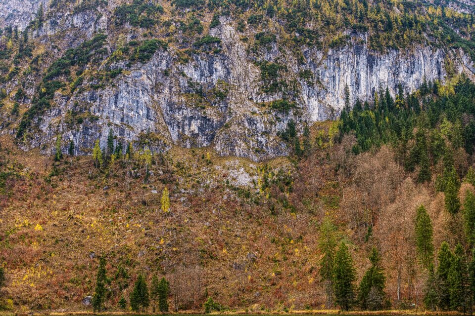 Alpine trees hiking