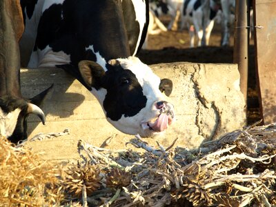 Beef black mammal photo